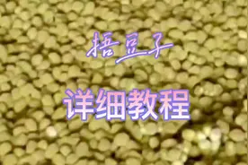 捂豆子简单三步，不发黑不发粘，出醭又快又绿