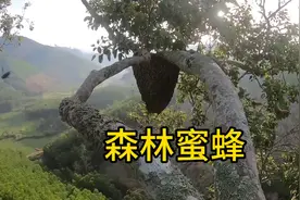 无惧恐高的爬树技巧：从危险的高树上采集蜂蜜
