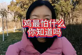 鸡最怕什么，你知道吗？