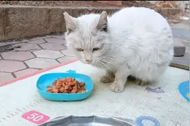 不要忽略毛孩子们的存在，关爱流浪猫，让它们感受到温暖视频封面