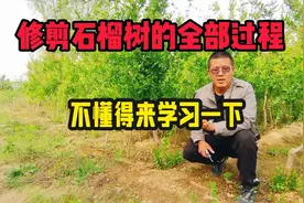 修剪石榴树的全部过程，不懂的来学习一下，建议收藏视频封面