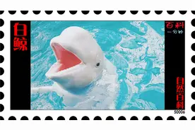 自然百科006 白鲸
