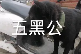 小姚赶集农村狗市，正宗虎头猫耳五黑犬，全网最🔥镇宅辟邪神犬