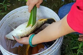 锦鲤的繁殖技术——用科学的方法帮助鱼妈妈产卵并孵化鱼苗视频封面