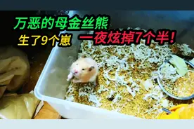 万恶的母金丝熊，一共生了9个崽，一夜之间吃掉7个半，真是服了