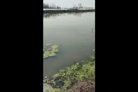 我的龙虾开启。饵史简单模式。一袋五亩，5~7天一次，坚持使用。