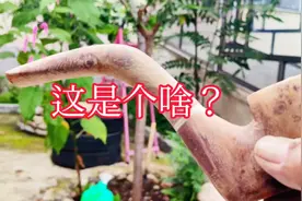 烟袋锅—马上就要过时的东西视频封面