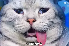 猫咪在做绝育为什么会吐舌头？