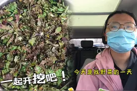 在北京挖野菜的一天！北京野菜去哪里挖？视频封面