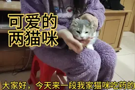 17000后，猫咪感冒了，你们是怎样给猫咪喂药的视频封面