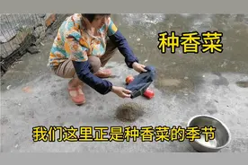 你知道怎样种香菜吗？我们冮苏南部一般都在九月下旬十月上旬种植