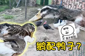 见过鹅配鸭子没？ 它们会出来什么东西？视频封面