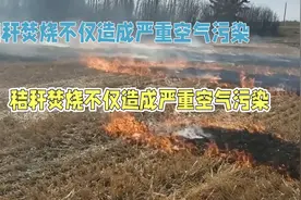 农业专家：秸秆焚烧不仅造成严重的空气污染,还会破坏土壤结构视频封面