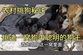这一窝如何挑选狗王，用最简单的方法就可以，演示给大家看看视频封面