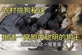 这一窝如何挑选狗王，用最简单的方法就可以，演示给大家看看视频封面