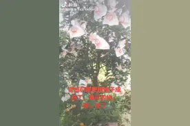 电话号码是，15928055270视频封面