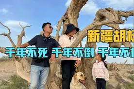 新疆胡杨，这种树千年不死，千年不朽，千年不倒视频封面