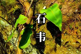 石韦是肾精茶原料之一，也被称作化石草。