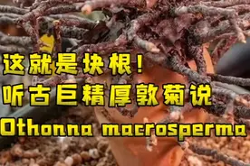 第547弹: 块根时间！意境盆栽古巨精厚敦菊Othonna macrosperma视频封面