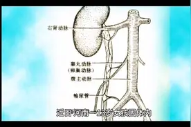 13岁女孩体内泌尿系统解剖图视频封面