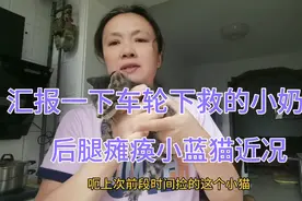 汇报一下车轮下救的小奶猫，后腿瘫痪小蓝猫近况。视频封面