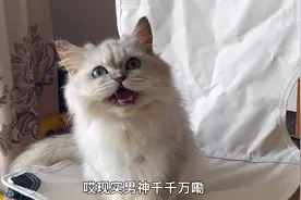 会唱歌的猫咪，猫咪唱歌真搞笑😂