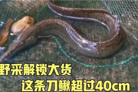 野采解锁超级猛货，这条刀鳅超过40厘米，这货爱吃虾，饲养有难度视频封面