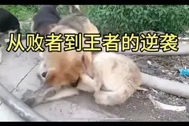 “下司犬”从败者到王者的逆袭之路：小黑以前居然是老大