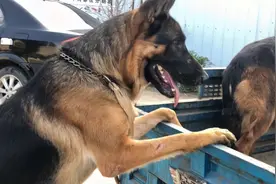 德牧一见钟情，疯狂地扑了上去，镜头记录美好瞬间视频封面