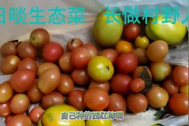 我有一田园，种菜种清闲。心悠寻逸趣，一岁一安然。视频封面
