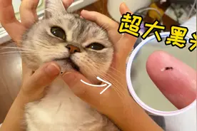 超解压！趁着猫撒娇，迅速挤个黑头，它会生气吗？视频封面