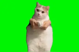猫meme绿幕素材