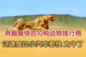 奔跑最快的10种动物排行榜：这速度比小汽车都快 太牛了！视频封面