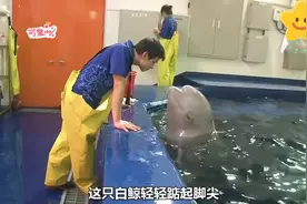 白鲸爱上自己的饲养员，不仅会像人一样吃醋，而且还非常专一🐬