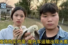 在老挝养殖场购买鸡苗，万事开头难，安徽小伙悔恨把养鸡想简单了视频封面