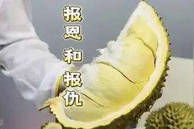 开两个火山金枕榴莲，一个报恩，一个报仇，但一个比一个好吃