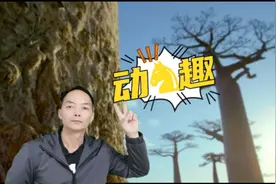 鸟中美人，“火烈乌”视频封面