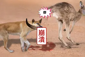 袋鼠输就输在只有两条腿所以跑不过野狗四条腿
