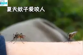 夏日之痒：揭秘蚊子为何偏爱叮你？了解蚊子习性，享受宁静时光视频封面