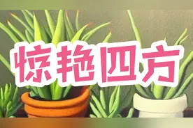 羊儿们：七月转运惊艳四方，龙年突破贫穷枷锁，财运滚滚而来！