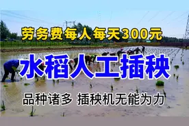 劳务费每人每天感300元 水稻人工插秧品种诸多 插秧机无能为力