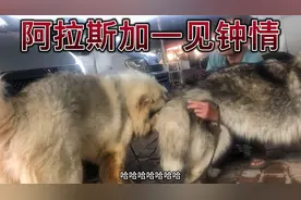 阿拉斯加一见钟情，互表爱意，镜头记录美好瞬间