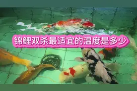 锦鲤双杀最适宜的温度是多少视频封面
