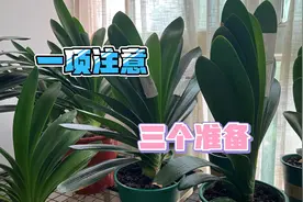 秋天，君子兰最佳换土时机，四点换土建议花友越早知道越好视频封面