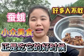 东北蚕蛾小众美食，现在正是吃它的好时候，小霞用它炸酱蘸黄瓜