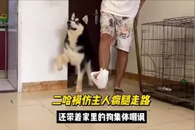 哈士奇百万，靠模仿主人瘸腿走路圈粉无数，还带领小伙伴集体嘲讽视频封面