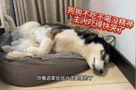 狗狗突然狂吐不止，不吃不喝没有精神！看得主人心里一阵心酸！视频封面