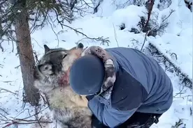 坎高犬被狼吃掉，猎人为了给狗子报仇，设置陷阱捕获两只狼视频封面