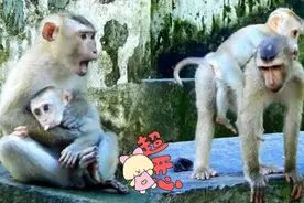 罗乔叔叔疼爱死小露西了，可惜自己太宅呀，不找媳妇不结婚视频封面