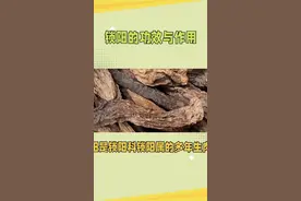 锁阳的功效与作用